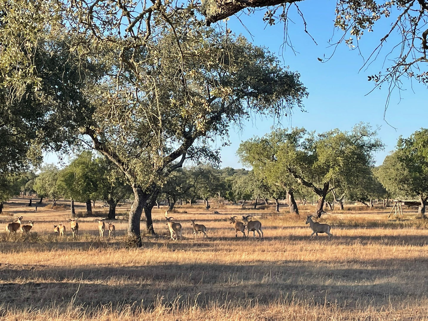 Safari Experience - Wildlife Exploration - ATV Tour