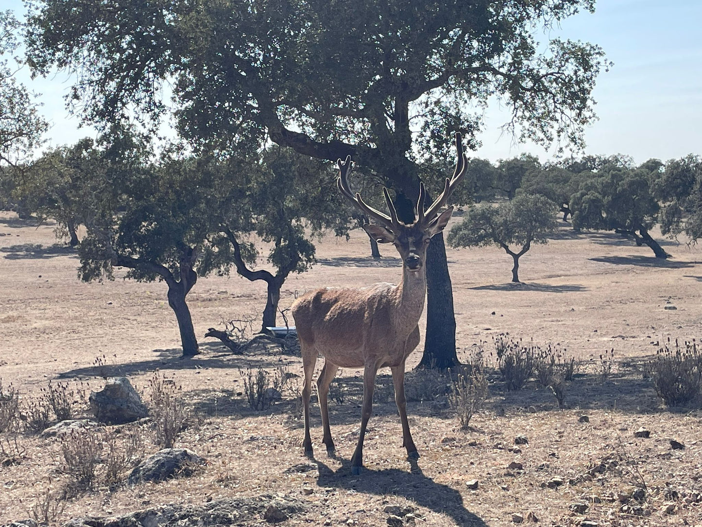 Red Deer Hunting