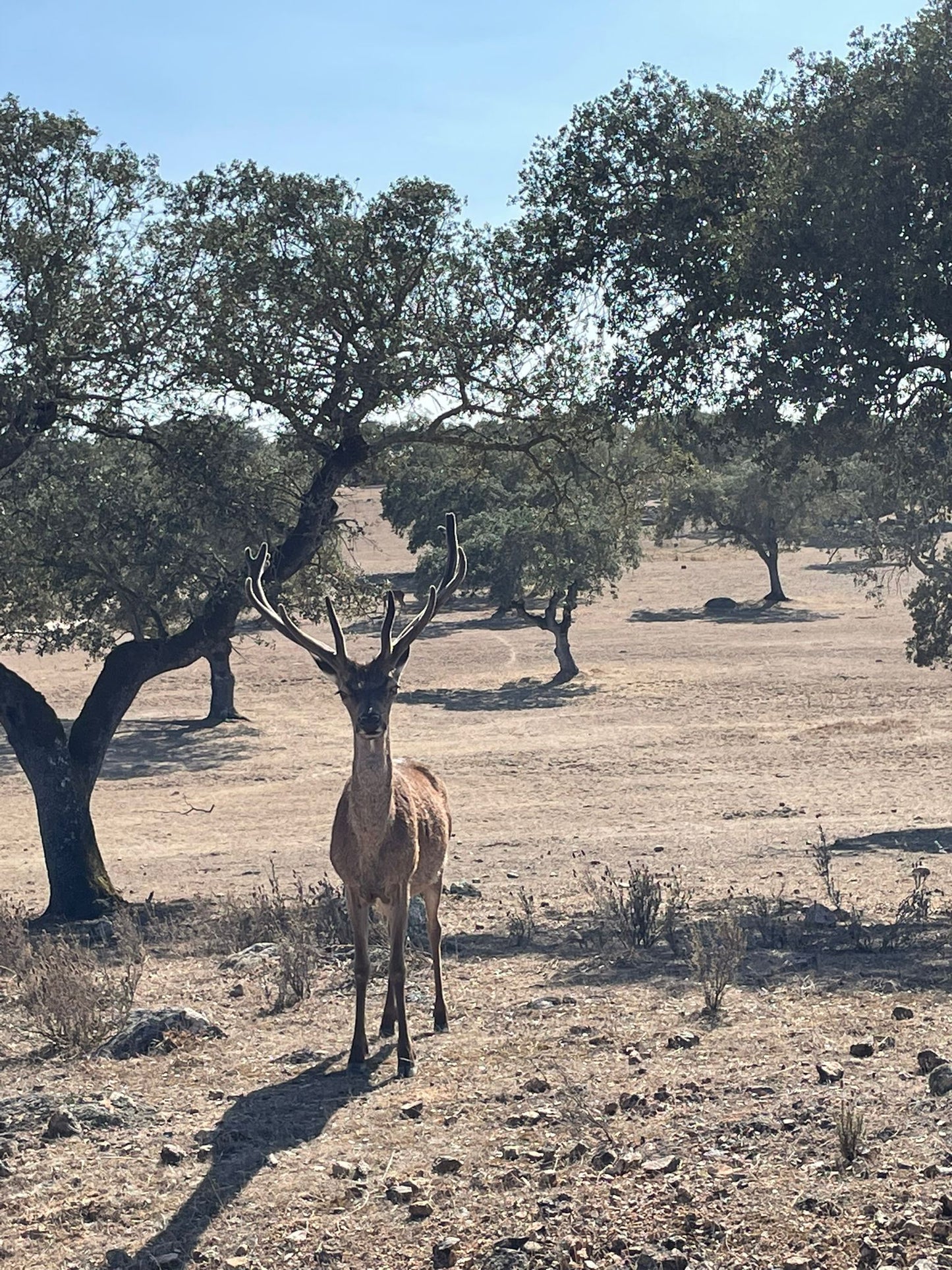 Safari Experience - Wildlife Exploration - All wheel drive Tour