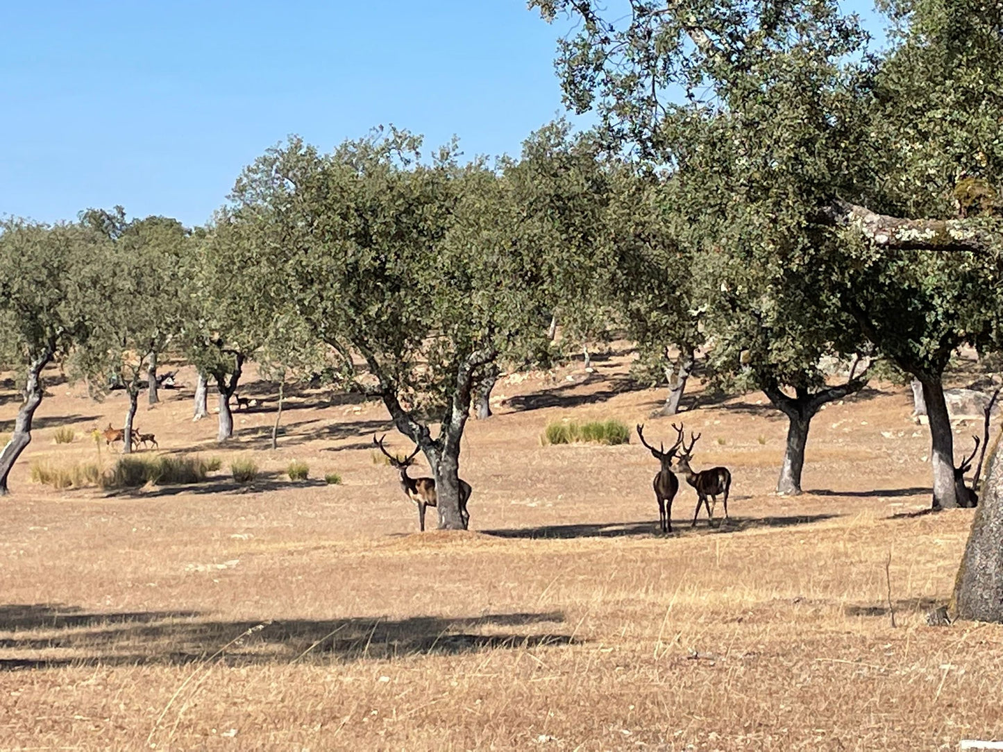 Red Deer Hunting