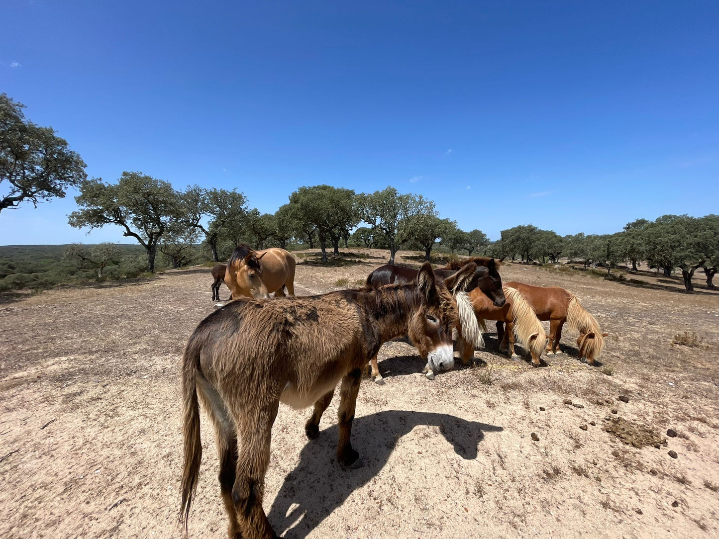 Safari Experience - Wildlife Exploration - All wheel drive Tour