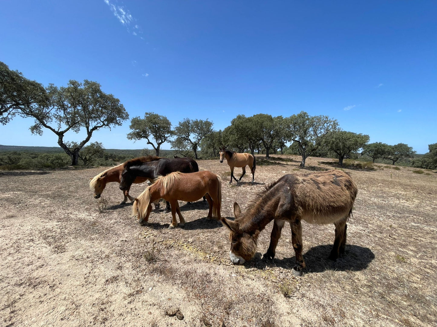 Safari Experience - Wildlife Exploration - All wheel drive Tour