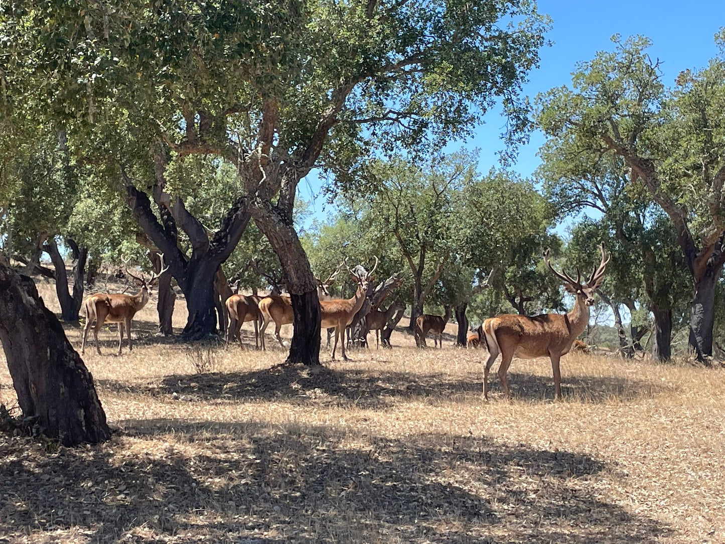 Safari Experience - Wildlife Exploration - All wheel drive Tour