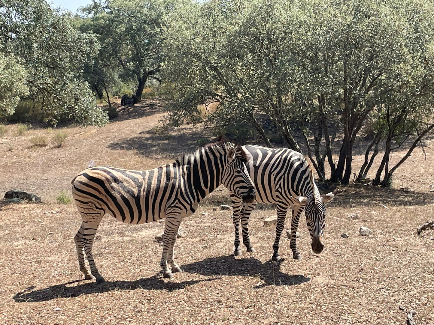 Safari Experience - Wildlife Exploration - ATV Tour