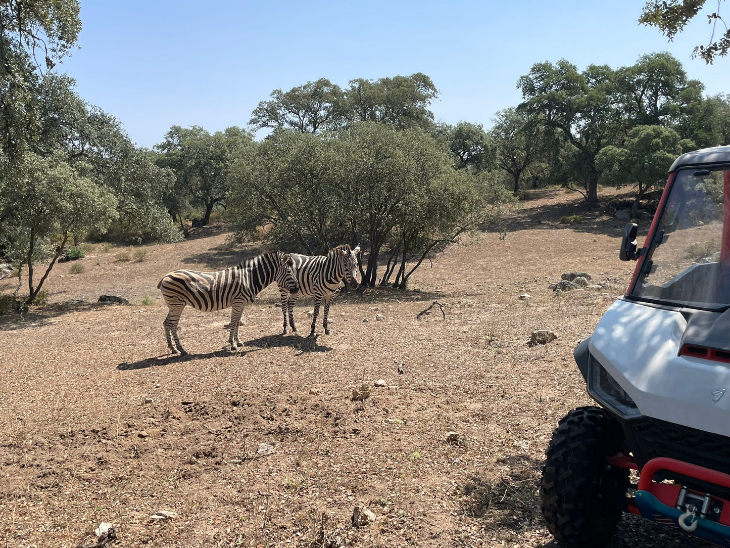 Safari Experience - Wildlife Exploration - All wheel drive Tour