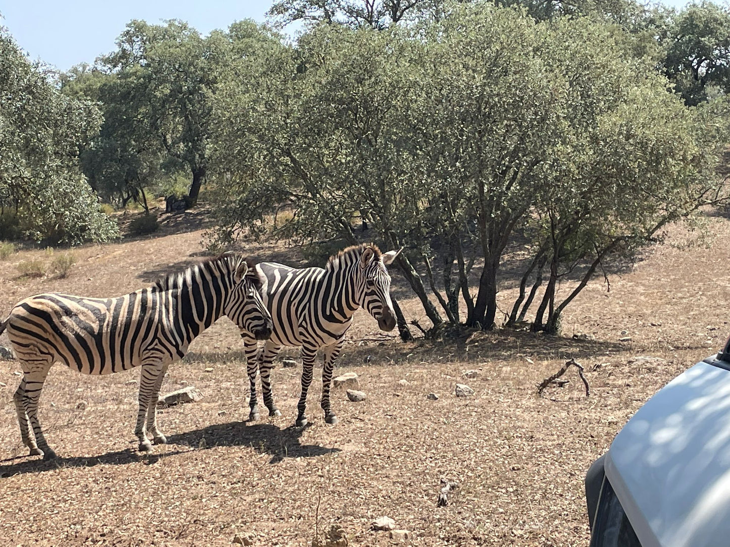 Safari Experience - Wildlife Exploration - ATV Tour