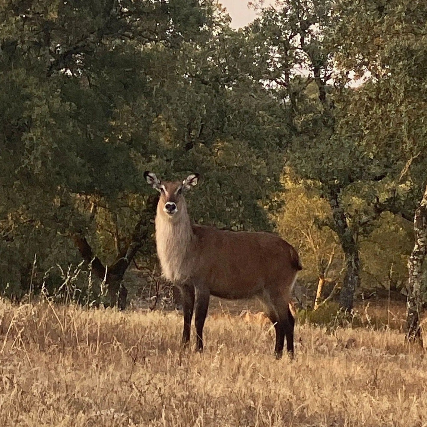 Safari Experience - Wildlife Exploration - All wheel drive Tour