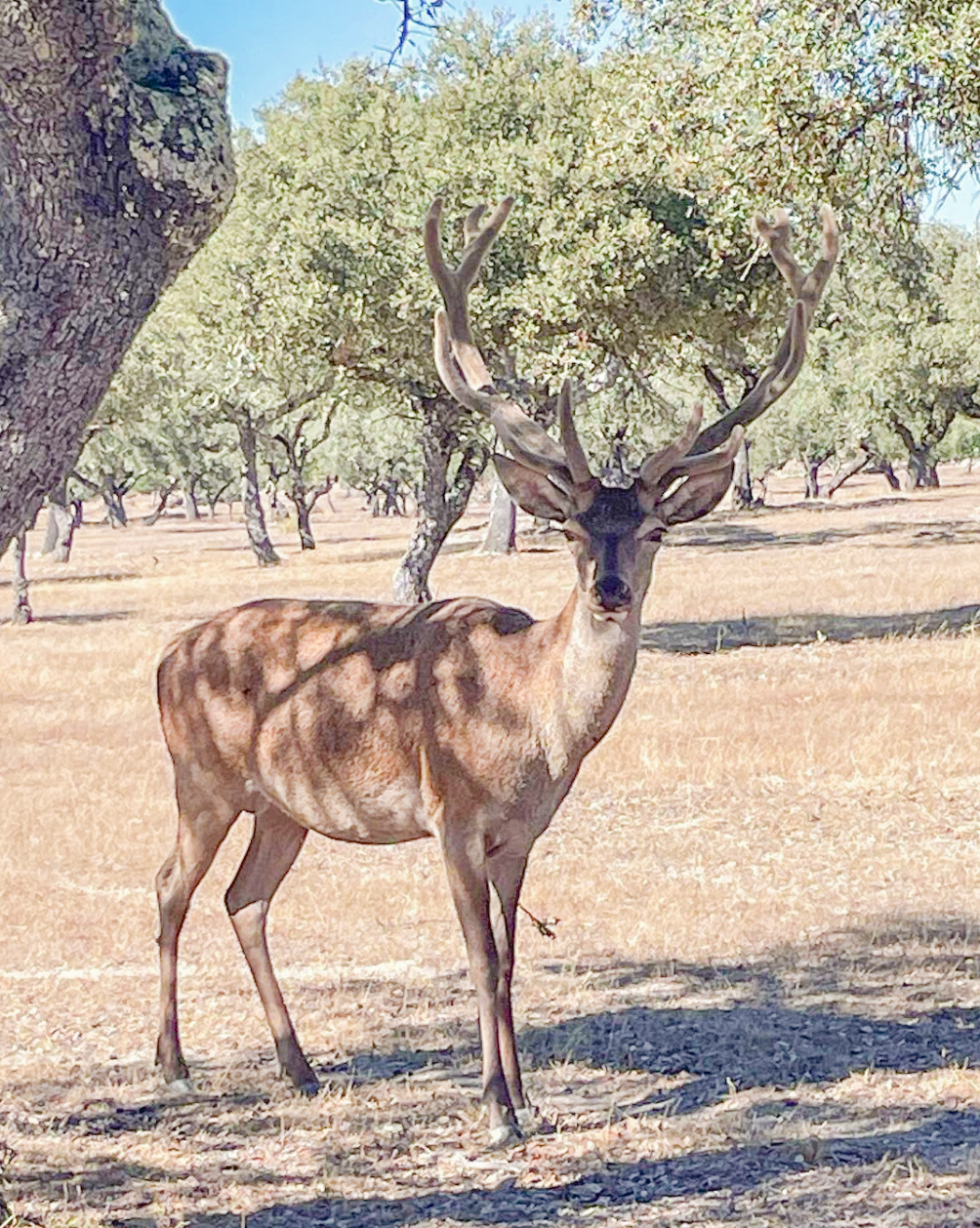 Red Deer Hunting